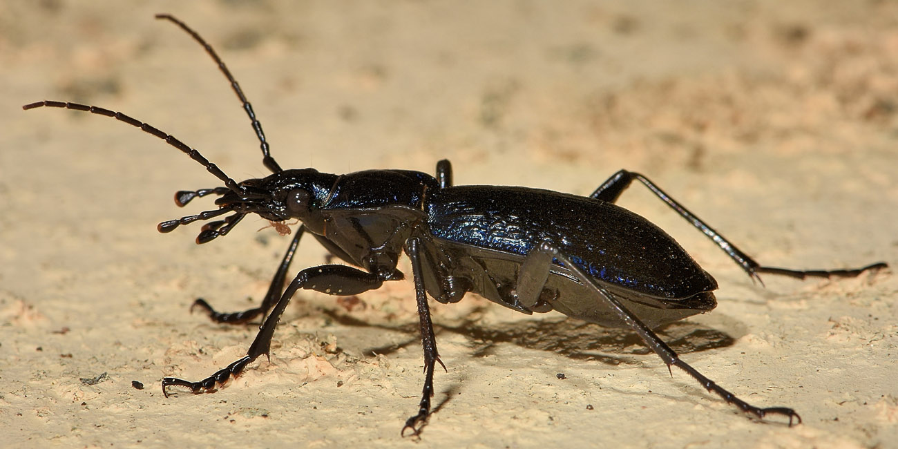 Carabidae: Carabus lefebvrei bayardi? S.